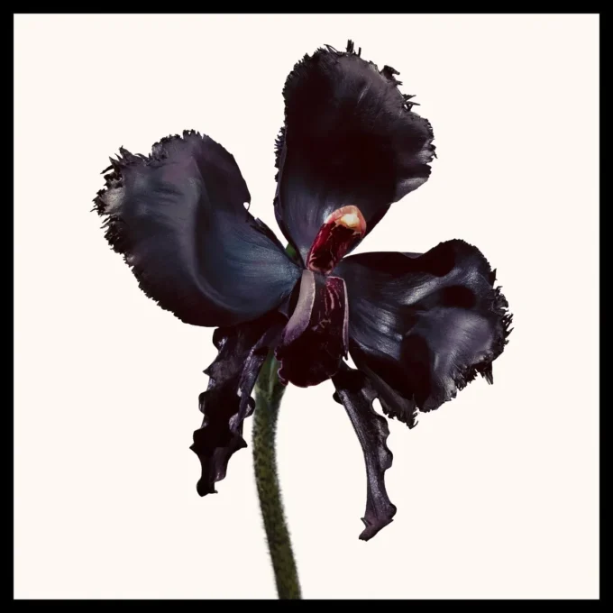 Black Orchid Reserve Parfum Black Orchid Reserve Parfum